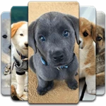 puppy wallpaper android application logo